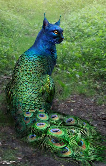 Cat Peacock